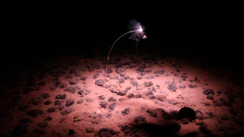 A carnivorous sponge near the nodule-strewn seabed of the Clarion-Clipperton Zone. Photo: Handout / National Oceanography Centre / Smartex project via AFP