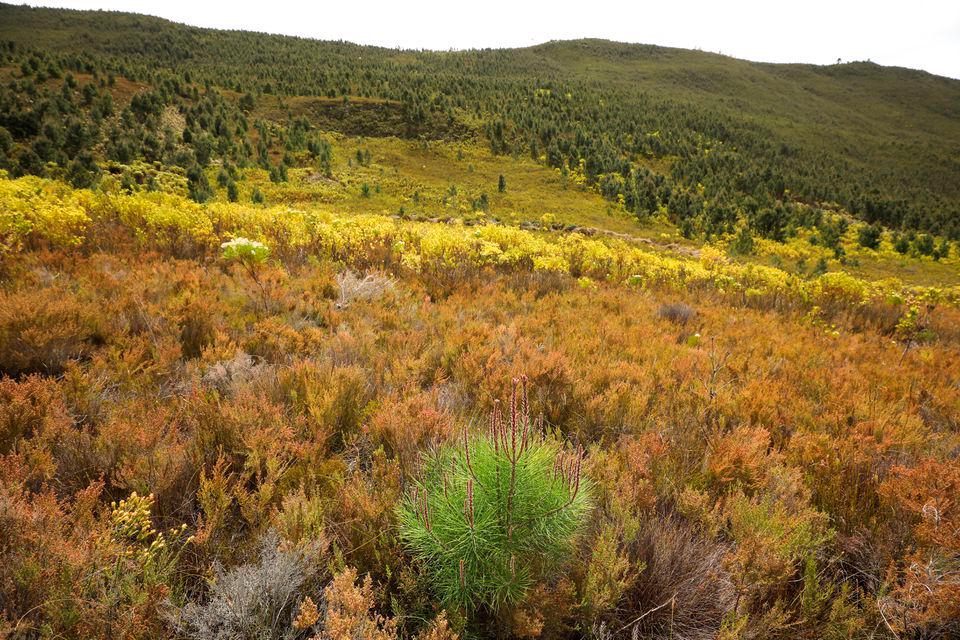 An invasive pine sapling sits amongst indigenous vegetation above Caledon near Cape Town, South Africa, October 12, 2021. REUTERSPix