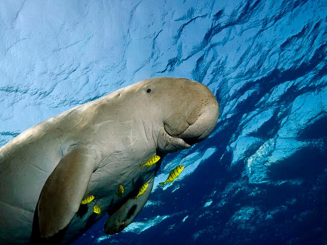 Pix for visual purposes. Photo: WWF website