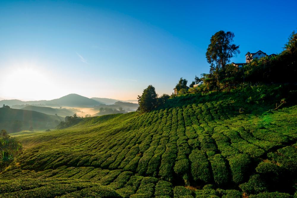 $!Cameron Highlands – PEXELS