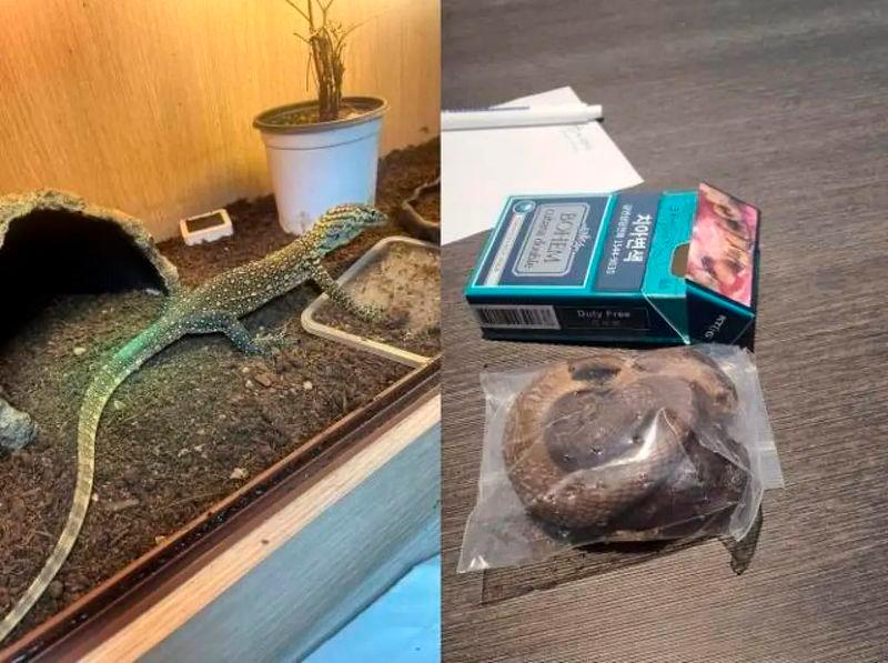 A smuggled Komodo dragon (left) and a snake hidden in a cigarette box. Photo: Incheon Airport Customs