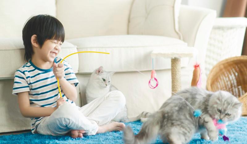 More than simply throwing toys on the floor... For optimal health, your cat requires daily time actively playing with you. $!More than simply throwing toys on the floor... For optimal health, your cat requires daily time actively playing with you.
