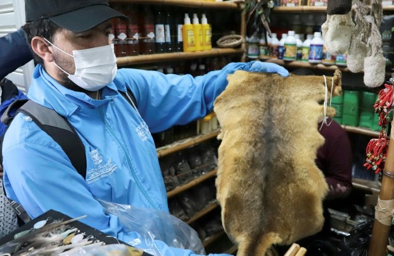 In a handout photo, an employee of Bogota’s environment secretariat shows a skin seized during an operation targeting animal parts dealers on September 10, 2019. — AFP
