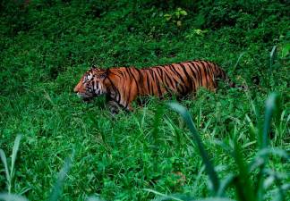 Perhilitan did not receive any reports of tiger roaming in Tanah Merah
