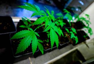 We will revoke cannabis legalisation, says German opposition