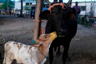 US issues order mandating bird flu testing of milk supply
