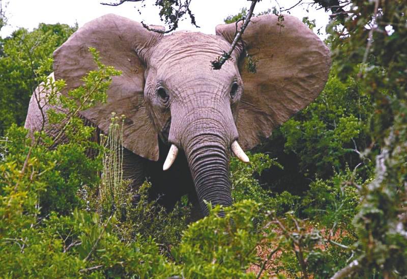 Elephants play a critical role in maintaining the structure and functioning of an ecosystem. – PIC courtesy of peakpx.com, used under CC0 LICENCE.