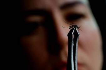 Dengue cases double in Q1 in Singapore