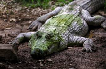 Young angler killed in croc attack