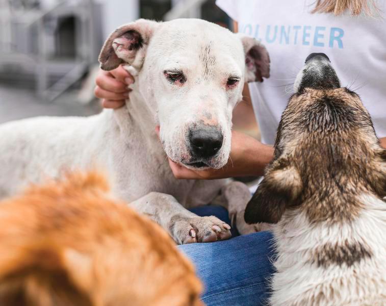 You will save money by adopting a rescue pet. – FREEPIK $!You will save money by adopting a rescue pet. – FREEPIK