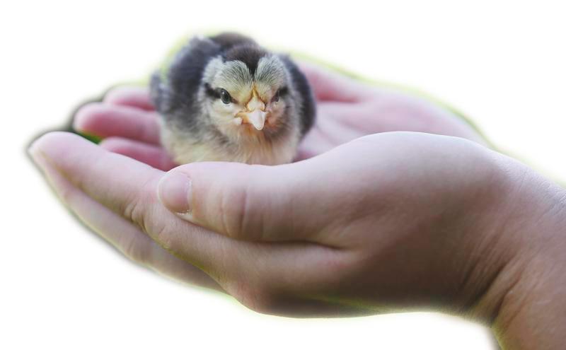 There are a wide variety of animals waiting to be adopted from shelters. – PEXELS $!There are a wide variety of animals waiting to be adopted from shelters. – PEXELS