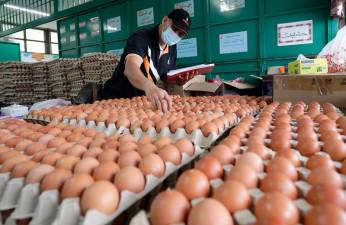 Winding down: egg subsidy halved from May 1, ends August