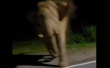 Malaysian driver faces backlash after provoking wild elephant