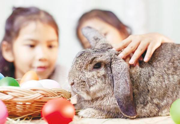 $!Rabbits are social animals that thrive on companionship.