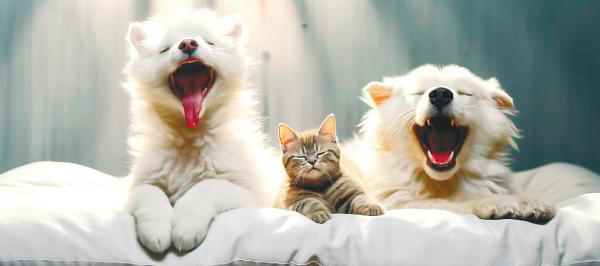 Regular exercise keeps pets healthy and happy. – PEXELS $!Regular exercise keeps pets healthy and happy. – PEXELS