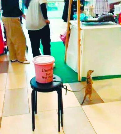 Kalaivanan appealed to the public to report suspected abuse and stop supporting entertainment that exploits animals. – SUNPIC