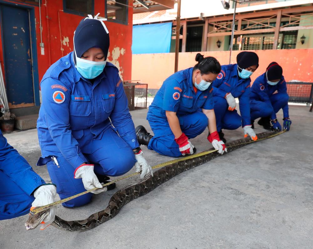 $!SLITHERY CATCH ... Four women from the Northeast district civil defence department measuring a huge python after it was caught in an empty house in George Town, Penang yesterday. – MASRY CHE ANI/THESUN