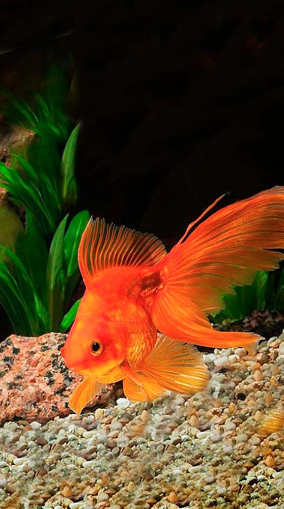 $!Goldfish comes in various colours and shapes. – PINTERESTPIC