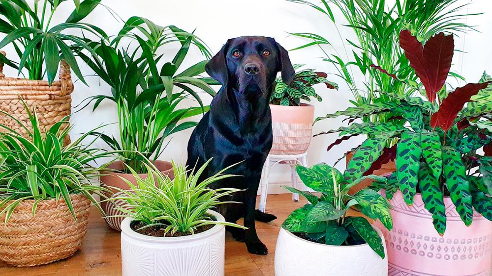 $!Use pet-friendly plants like spider plants or ferns to add greenery without harm. – FLOWER POWER