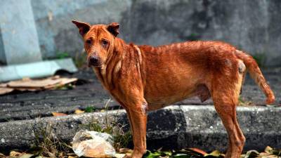 Stray dogs pose danger to road users in Sik