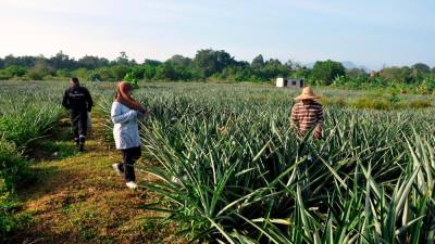 LIGS signs two MoUs to boost MD2 pineapple cultivation in Sabah