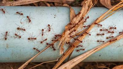 Millions of Australians at risk from invasive fire ants: Experts 