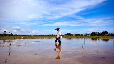 Perlis floods: RM780K compensation paid to padi farmers