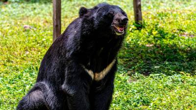 Spanish tourist injured in bear attack at Japan’s Shirakawa-go heritage site