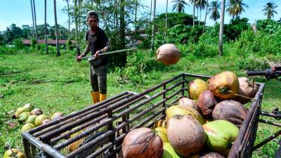 FAMA assures adequate coconut supply during Ramadan