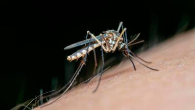 Dengue, chikungunya may soon be endemic in Europe: research
