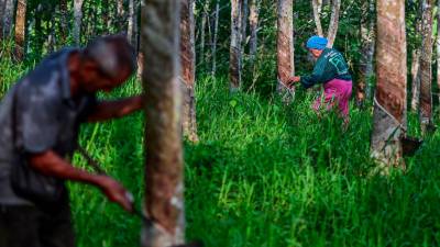 KPK reviews new rubber planting allocations in Ranau to aid poverty