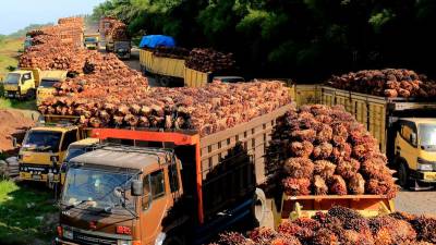 India imported 285,829 tonnes of palm oil from Malaysia in April
