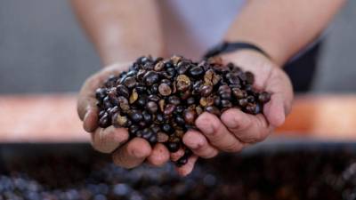 Malaysia considers new palm biomass market mechanism to boost industry