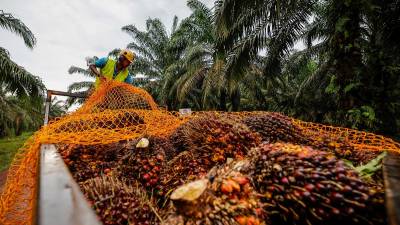 Malaysia achieves 89.6% MSPO certification for oil palm plantations