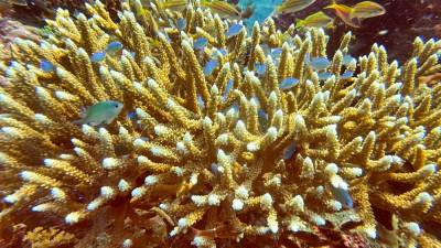 Coral bleachings devastate Bali reefs as sea temperatures rise