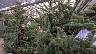 Don’t eat your Christmas tree, warns Belgium food agency