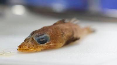 New fish species Rogadius azizahae discovered in Malaysian waters