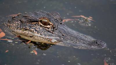 Crocodile mauls Indonesia plantation worker to death