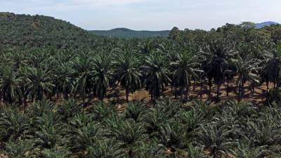 5.03 juta hektar sawit Malaysia disahkan MSPO