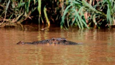 Head of missing man found after crocodile attack in Sarawak river