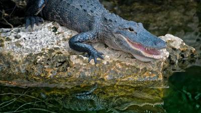 Crocodile found in Australian luxury hotel pool, guests unfazed