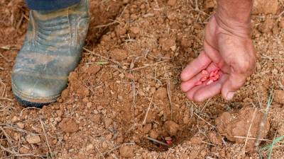 MARDI develops maize seed varieties for Malaysia’s climate conditions