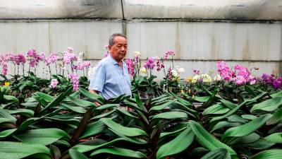 Taiwan orchid growers adapt as US tariffs rise to 20%