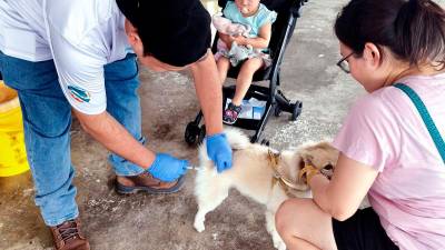 Over 13,000 animals vaccinated in Malaysia to prevent rabies spread