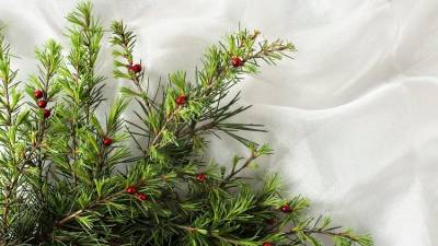 Sustainable Christmas 