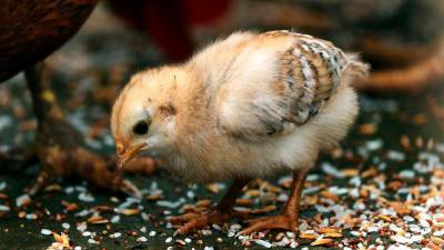 Man dies after swallowing live chick as part of ritual in India