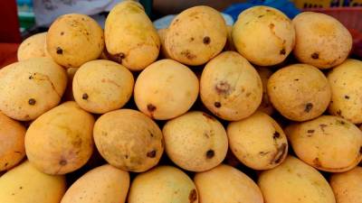 Indonesian authorities destroy nearly 20,000 Malaysian mangoes seized in customs crackdown