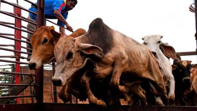 100 sacrificial cows sold at affordable price in Permatang Pauh