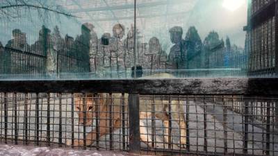 Putin gifts zoo animals, including lion and bears, to North Korean zoo