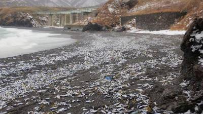 Mass sardine beaching hits northern Japan; cleanup delayed